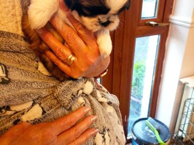 Poodle & Shih Tzu puppies in Mayo
