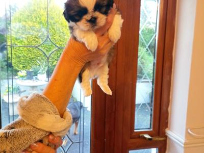 Poodle & Shih Tzu puppies in Mayo