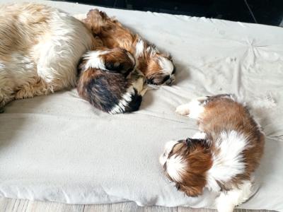 Poodle & Shih Tzu puppies in Mayo