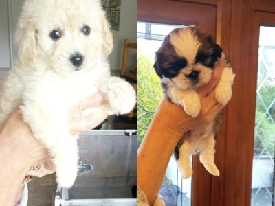Poodle & Shih Tzu puppies in Mayo