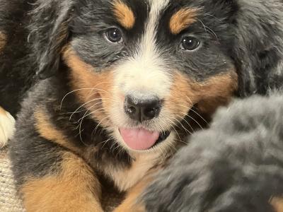 Bernese Mountain Dog Pure Bred Puppies in Cork