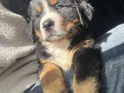 Bernese Mountain Dog Pure Bred Puppies in Cork