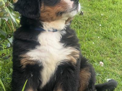 Bernese Mountain Dog Pure Bred Puppies in Cork