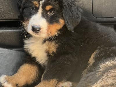 Bernese Mountain Dog Pure Bred Puppies in Cork