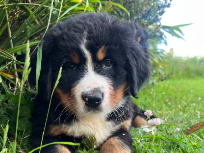 Bernese Mountain Dog Purebred puppies in Cork