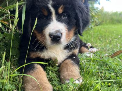 Bernese Mountain Dog Pure Bred Puppies in Cork
