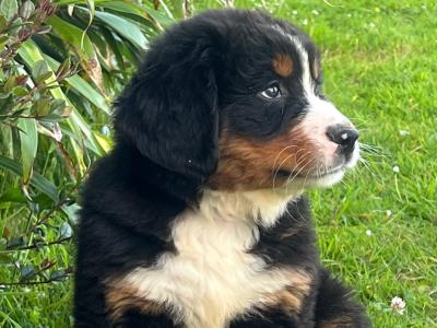 Bernese Mountain Dog Pure Bred Puppies in Cork