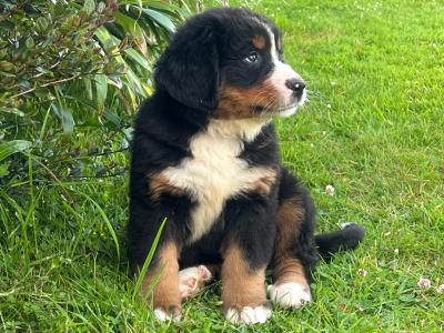 Bernese Mountain Dog Purebred puppies in Cork