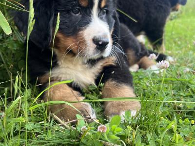 Bernese Mountain Dog Pure Bred Puppies in Cork