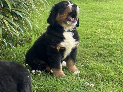 Bernese Mountain Dog Pure Bred Puppies in Cork
