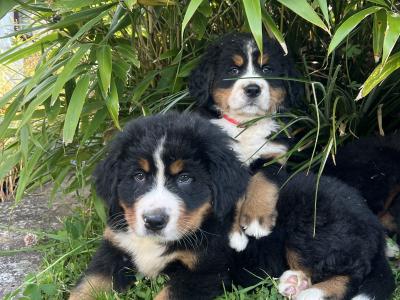 Bernese Mountain Dog Pure Bred Puppies in Cork