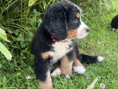 Bernese Mountain Dog Pure Bred Puppies in Cork