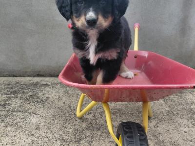 Impresive Golden Mountain Dog (Bernese X Retriever) puppies