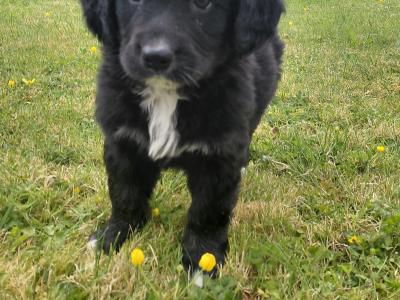 Impresive Golden Mountain Dog (Bernese X Retriever) puppies