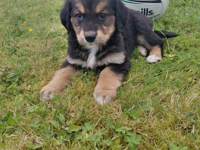 Impresive Golden Mountain Dog (Bernese X Retriever) puppies