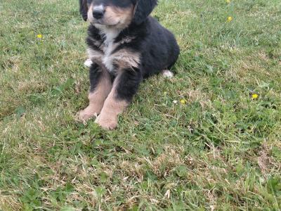 Impresive Golden Mountain Dog (Bernese X Retriever) puppies