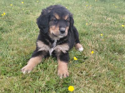 Impresive Golden Mountain Dog (Bernese X Retriever) puppies