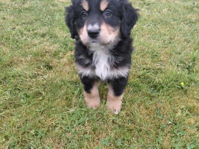 Impresive Golden Mountain Dog (Bernese X Retriever) puppies