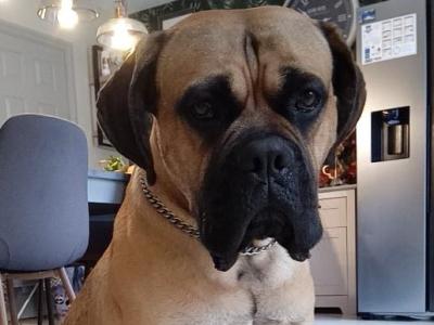 Cane Corso for stud in Carlow