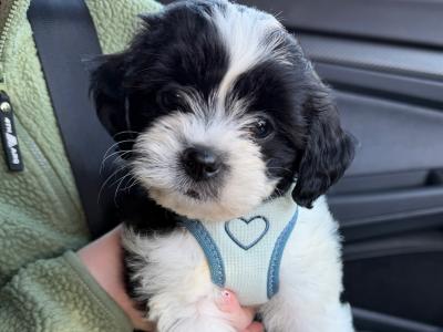 Oreo the fluffy bear (Bichon Frise x Shih Tzu)