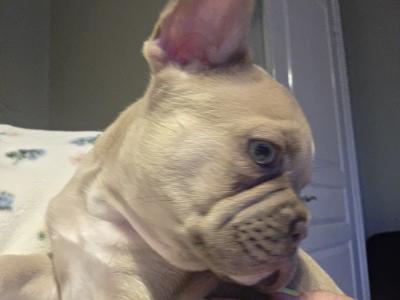 Beautiful male Champagne French Bulldog puppy in Meath