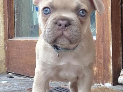 Beautiful male Champagne French Bulldog puppy in Meath