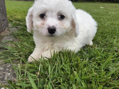 Shih Tzu puppies in Wexford
