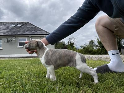 IKC Registered male Blue Brindle Whippet puppy in Sligo