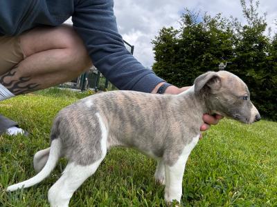 IKC Registered male Blue Brindle Whippet puppy in Sligo