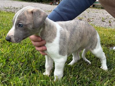 IKC Registered male Blue Brindle Whippet puppy in Sligo