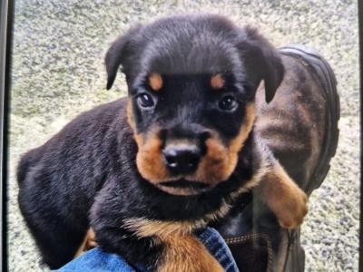 Female Rottweiler pup