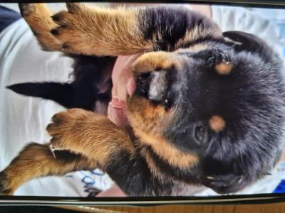 Female Rottweiler pup