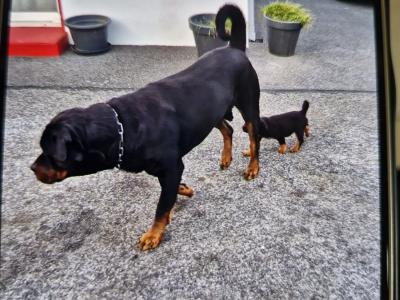 Female Rottweiler pup