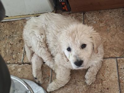 Stunning Golden Retriever puppy male