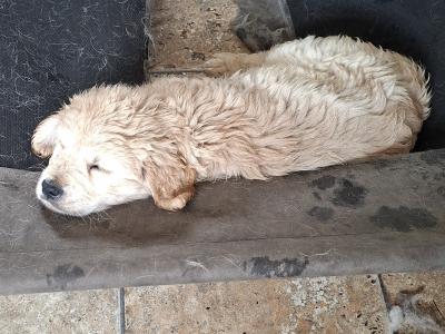 Stunning Golden Retriever puppy male
