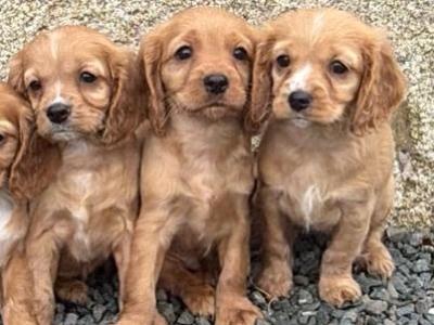 Cockalier pups (Cocker Spaniel and Cavalier King Charles) in Wicklow