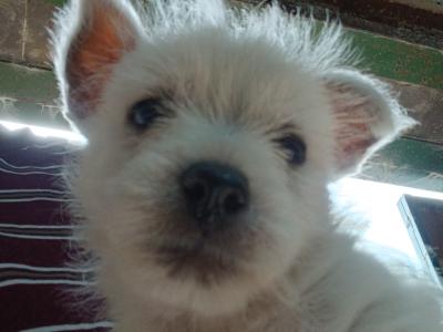 West Highland Terrier puppies in Monaghan