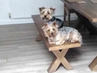 female Yorkshire Terrier puppies for sale in Co. Louth