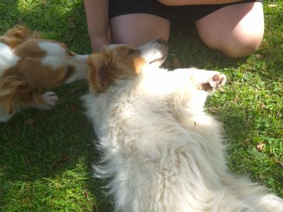 Jack Russell cross pups