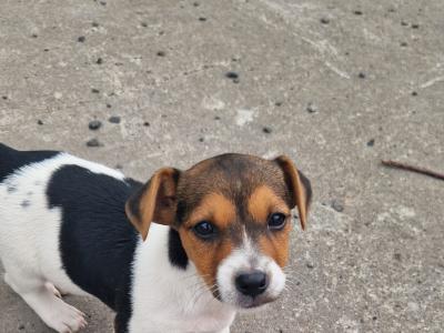Jack Russell cross pups