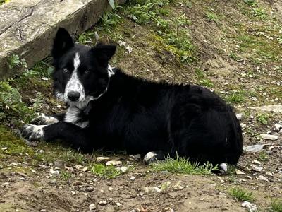Beautiful male Border Collie