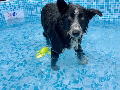 Beautiful male Border Collie