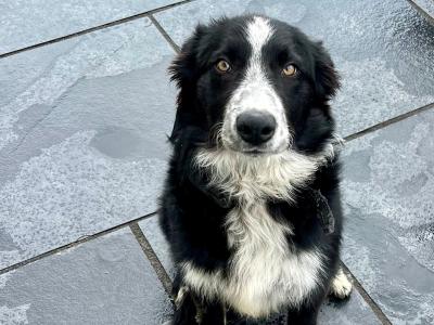 Beautiful male Border Collie