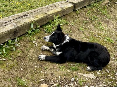 Beautiful male Border Collie