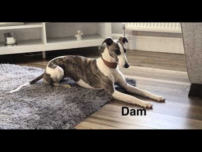 IKC Registered male Blue Brindle Whippet puppy in Sligo