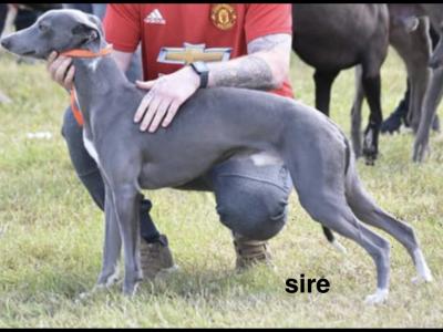 IKC Registered male Blue Brindle Whippet puppy in Sligo