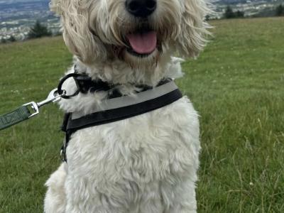 Goldendoodle puppies in Kildare