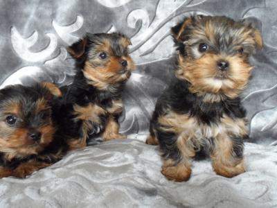 Miniature Yorkshire Terrier puppies