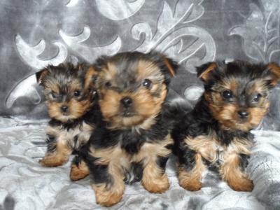 Miniature Yorkshire Terrier puppies