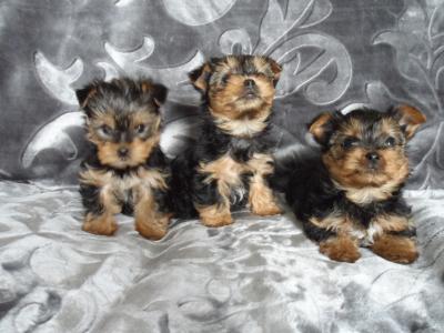 Miniature Yorkshire Terrier puppies